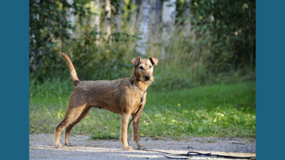 Irish Terrier 8