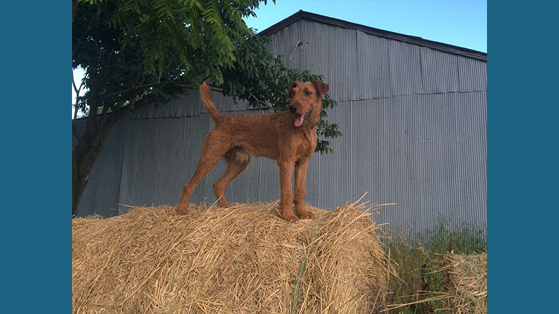 Irish Terrier 9