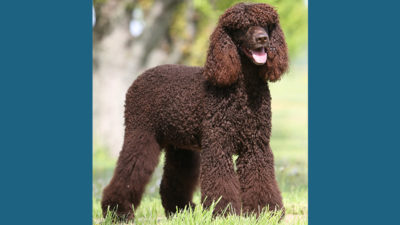 Irish Water Spaniel 1