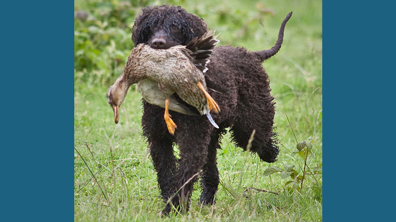 Irish Water Spaniel 2