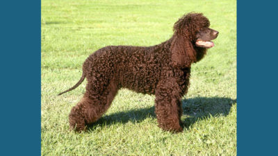 Irish Water Spaniel 3