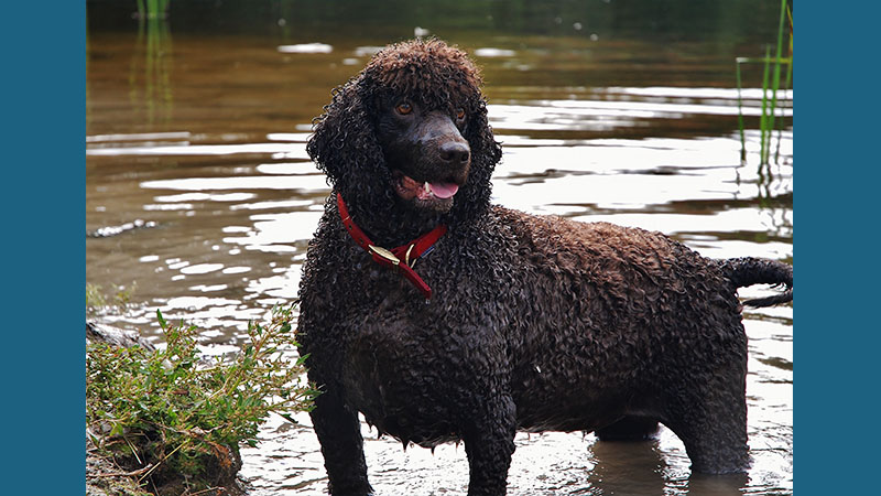 Irish Water Spaniel 4