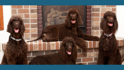 Irish Water Spaniel 5