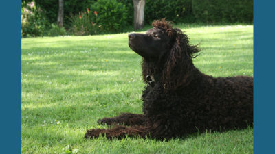 Irish Water Spaniel 6