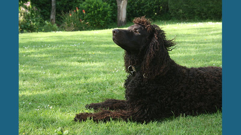 Irish Water Spaniel 6