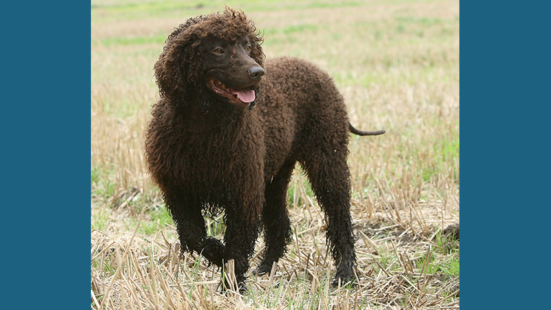 Irish Water Spaniel 7