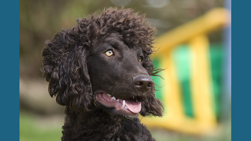 Irish Water Spaniel 8