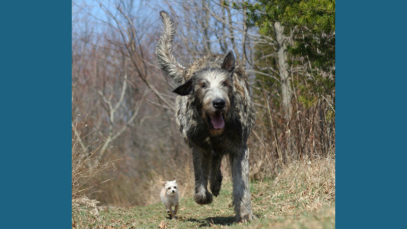 Irish Wolfhound 1