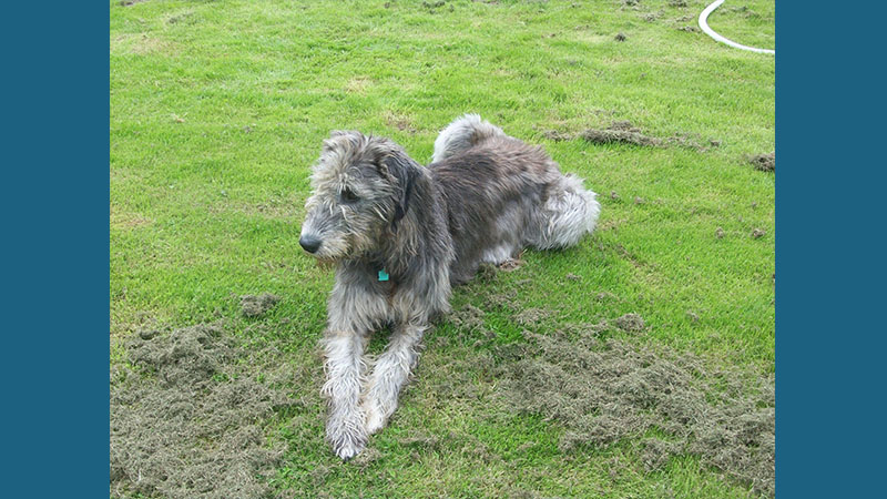 Irish Wolfhound 10