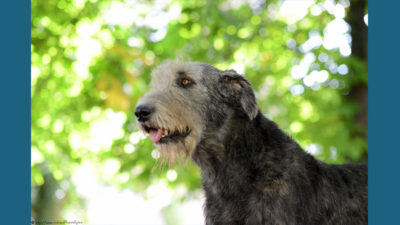 Irish Wolfhound 11