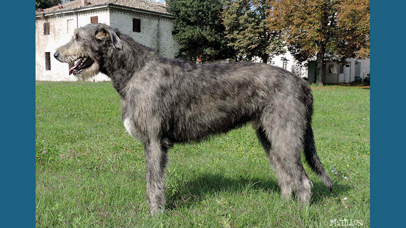 Irish Wolfhound 12