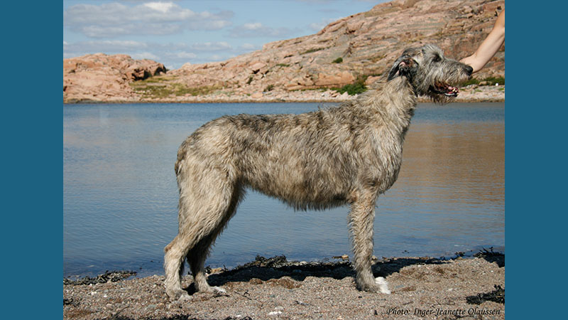 Irish Wolfhound 13