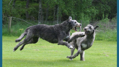 Irish Wolfhound 14