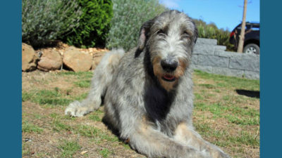 Irish Wolfhound 2
