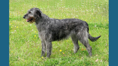 Irish Wolfhound 3