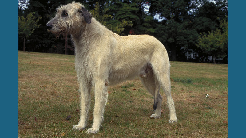 Irish Wolfhound 4