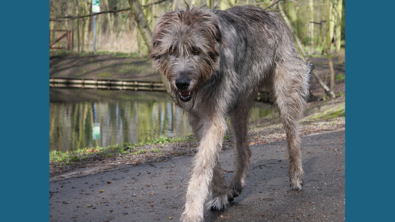 Irish Wolfhound 5