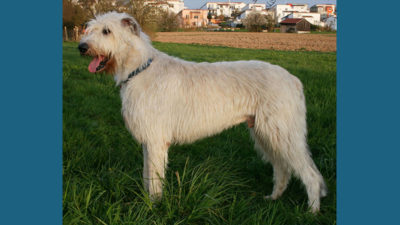 Irish Wolfhound 6