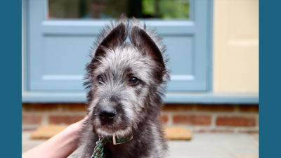 Irish Wolfhound 7