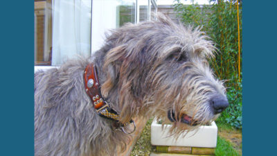 Irish Wolfhound 8