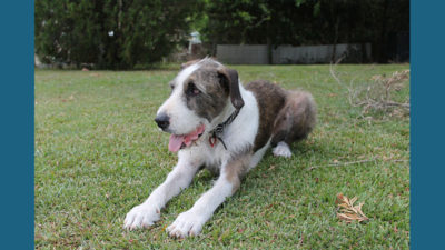 Irish Wolfhound 9