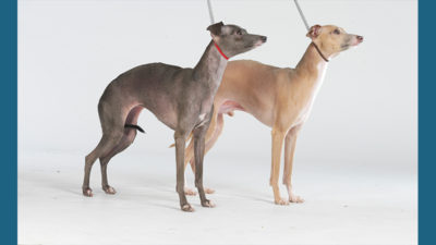 Italian Greyhound 1