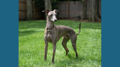 Italian Greyhound 10