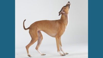 Italian Greyhound 11