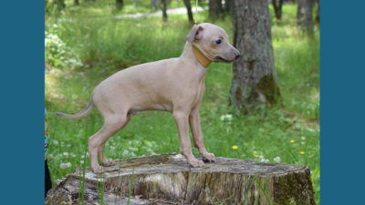 Italian Greyhound 12