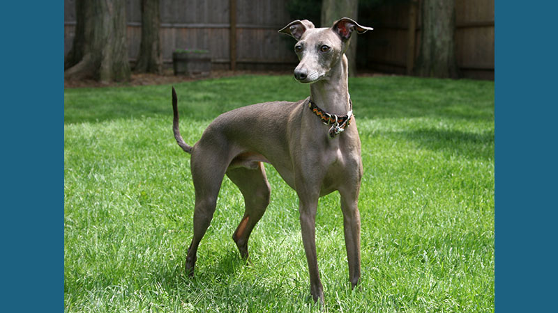 Italian Greyhound 2