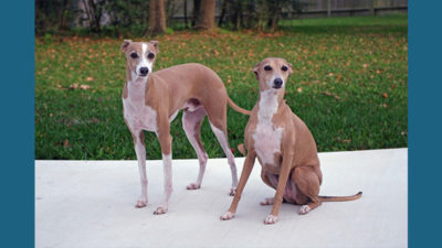 Italian Greyhound 3