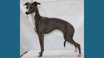 Italian Greyhound 4