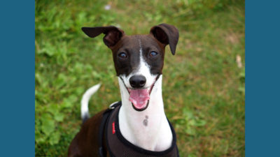 Italian Greyhound 5