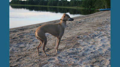 Italian Greyhound 6