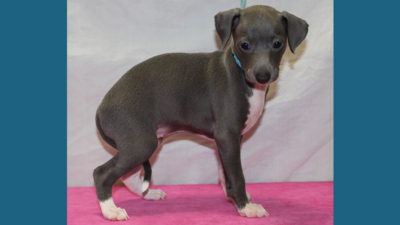 Italian Greyhound 7