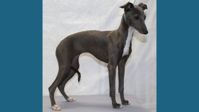 Italian Greyhound 8