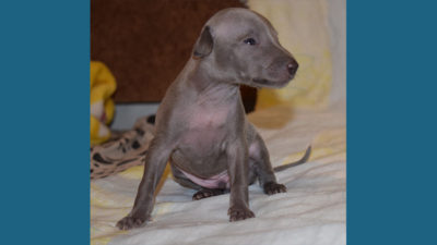 Italian Greyhound 9