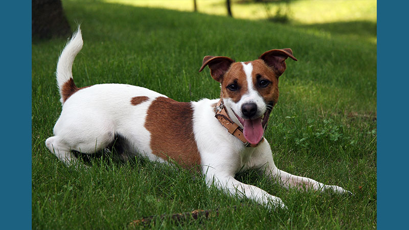 Jack Russell Terrier 1
