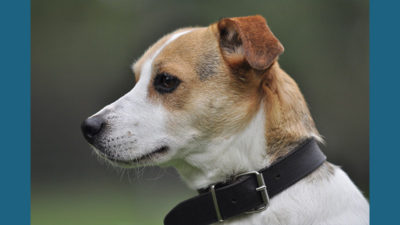 Jack Russell Terrier 10