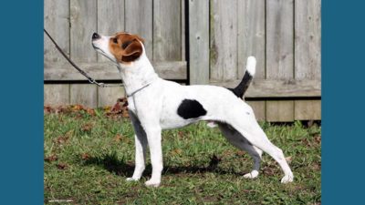 Jack Russell Terrier 12