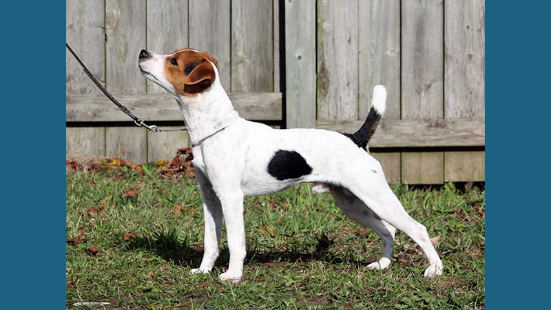 Jack Russell Terrier 12