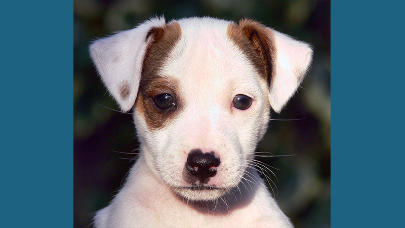 Jack Russell Terrier 13