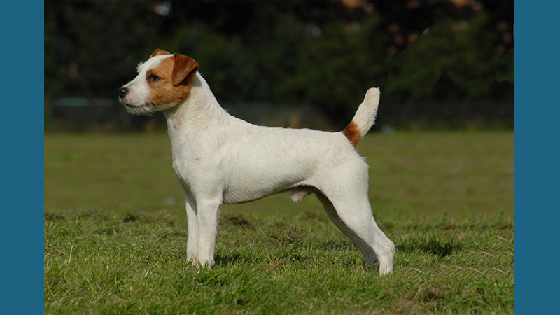 Jack Russell Terrier 14