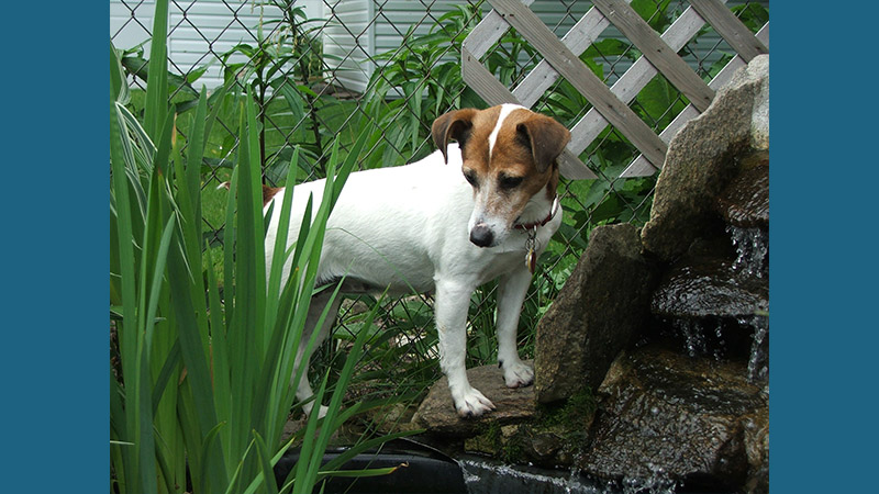 Jack Russell Terrier 15