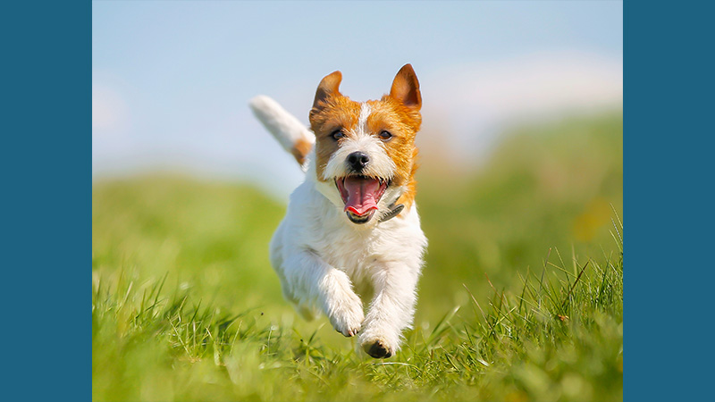 Jack Russell Terrier 16