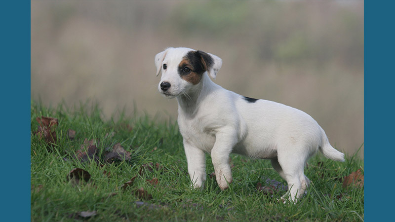 Jack Russell Terrier 2