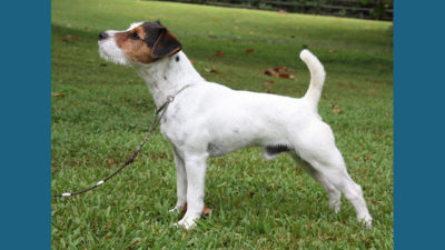 Jack Russell Terrier 3