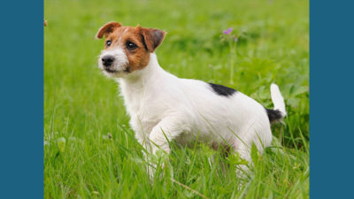 Jack Russell Terrier 4