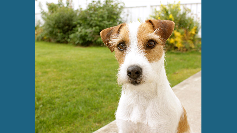 Jack Russell Terrier 5