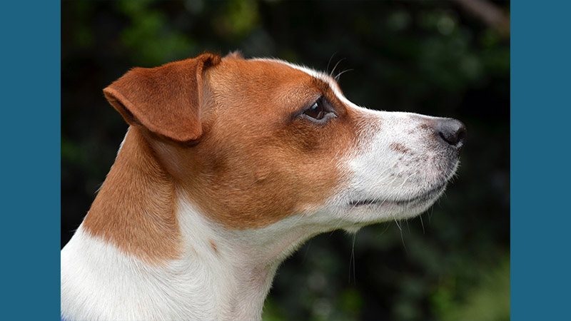 Jack Russell Terrier 6